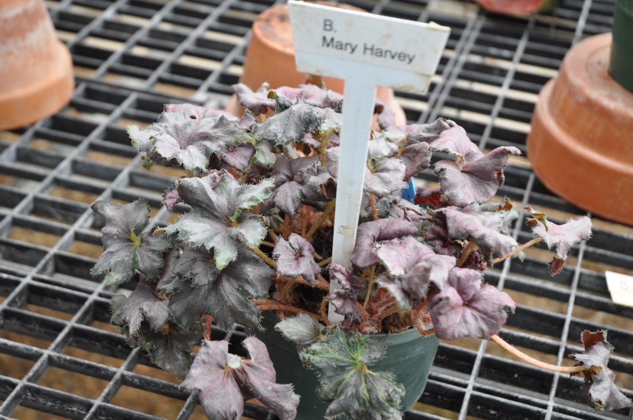 B. ‘Mary Harvey’